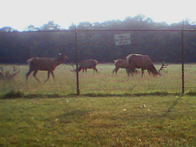 elk