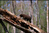 Black Bear0597.jpg (103601 bytes)