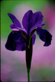 Blue Flag Iris045.jpg (381231 bytes)