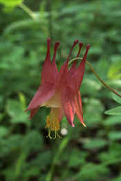 COLUMBINE.jpg (78114 bytes)