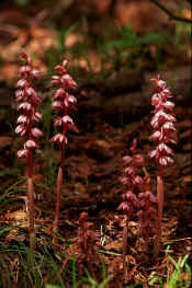 CORALROOT STRIPED.jpg (139355 bytes)