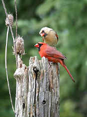 Cardinals63.jpg (43394 bytes)