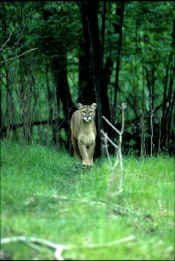 Cougar0697.jpg (95220 bytes)