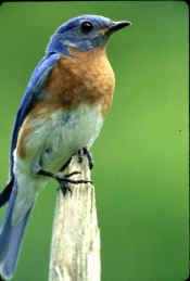 Eastern Bluebird022v.jpg (64260 bytes)