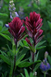 INDIAN PAINTBRUSH.jpg (105223 bytes)