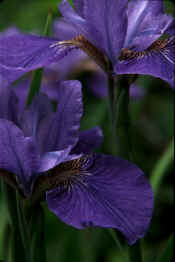 Iris.jpg (87531 bytes)