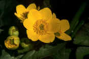 MARSH MARIGOLDS.jpg (110592 bytes)
