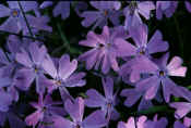 Moss Phlox0125.jpg (480743 bytes)