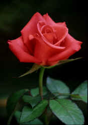 ROSE 0501-07-2004.jpg (57503 bytes)