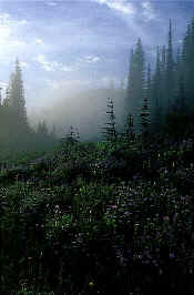 RainierReverse.jpg (57769 bytes)