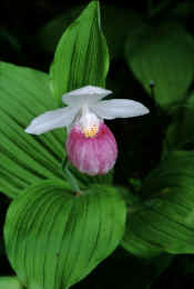 Showy Ladyslipper016.jpg (597896 bytes)