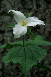 TRILLIUM.jpg (79806 bytes)