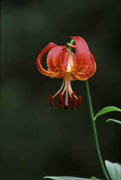 TURKS CAP LILY.jpg (55698 bytes)