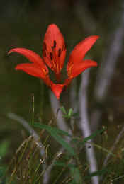 WOOD LILY.jpg (69007 bytes)