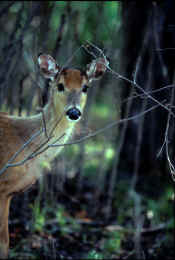 Whitetail Deer0709.jpg (72125 bytes)