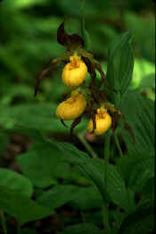 YELLOW LADYSLIPPERS 0500-16-06-010.jpg (89363 bytes)