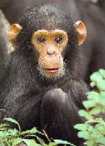 From Primates.com