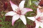 Lilly Sorbet1-small.jpg (5289 bytes)
