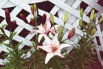 Lilly Sorbet2-small.jpg (6939 bytes)