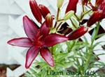 Lily Black Jack1-small.jpg (7027 bytes)