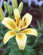 Lily Yellow1-small.jpg (7121 bytes)