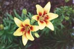 Lily Yellow2-small.jpg (5024 bytes)