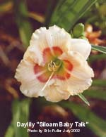 Siloam Baby Talk2 small.jpg (7010 bytes)