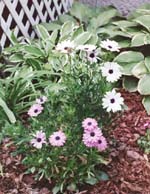 a-daisymix-1-small.jpg (12220 bytes)
