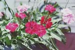dianthus1-small.jpg (6033 bytes)