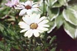 a-daisyylw1-small.jpg (5186 bytes)