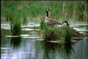 Canada Goose0791.jpg (105045 bytes)