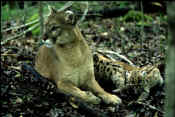 Cougar&Kittens1046.jpg (107408 bytes)