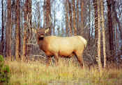 Elk0010.jpg (45050 bytes)