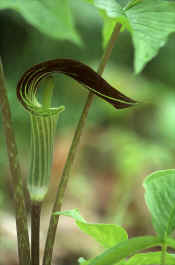 JACK IN THE PULPIT.jpg (92058 bytes)