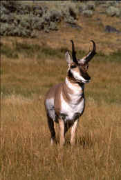 Pronghorn Sheep0910.jpg (95635 bytes)